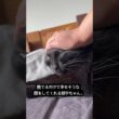 なでるだけで、ママも手のひらからしあわせ #cat #猫のいる暮らし #ボンベイ