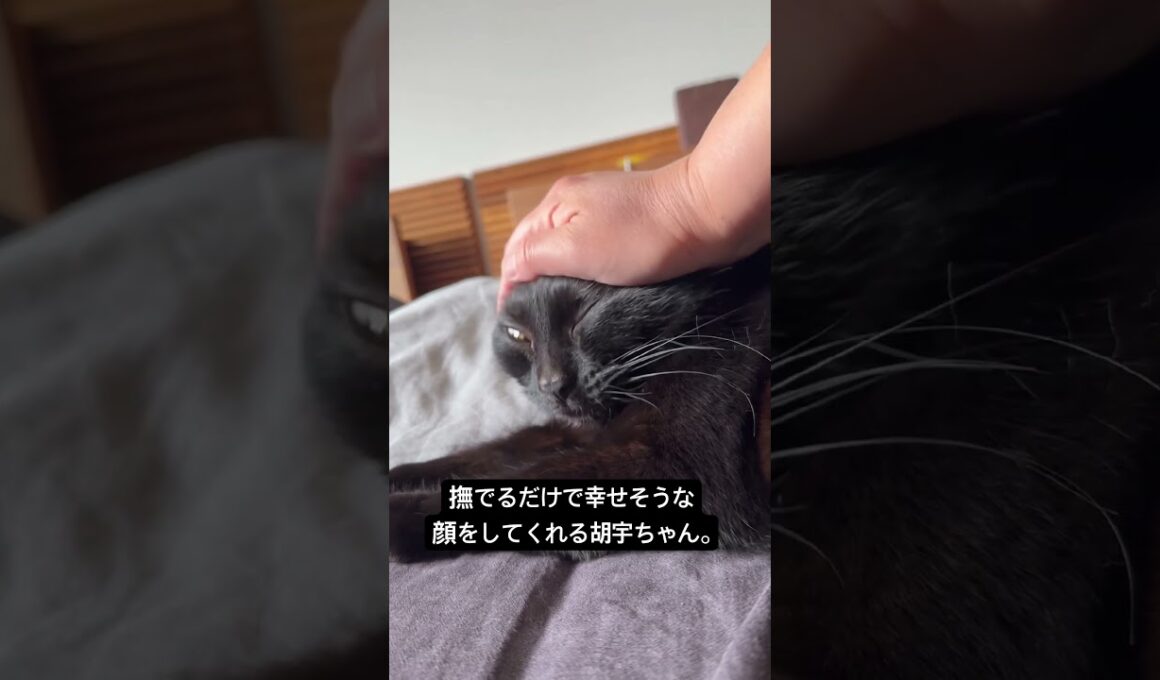 なでるだけで、ママも手のひらからしあわせ #cat #猫のいる暮らし #ボンベイ