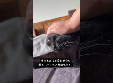 なでるだけで、ママも手のひらからしあわせ #cat #猫のいる暮らし #ボンベイ