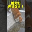 神社でこんな猫を見かけても絶対に押さないでください！(さくら猫のナオちゃん)😍😻　Don't push!😍😺　#shorts #cat #保護猫 #野良猫 #ネコ
