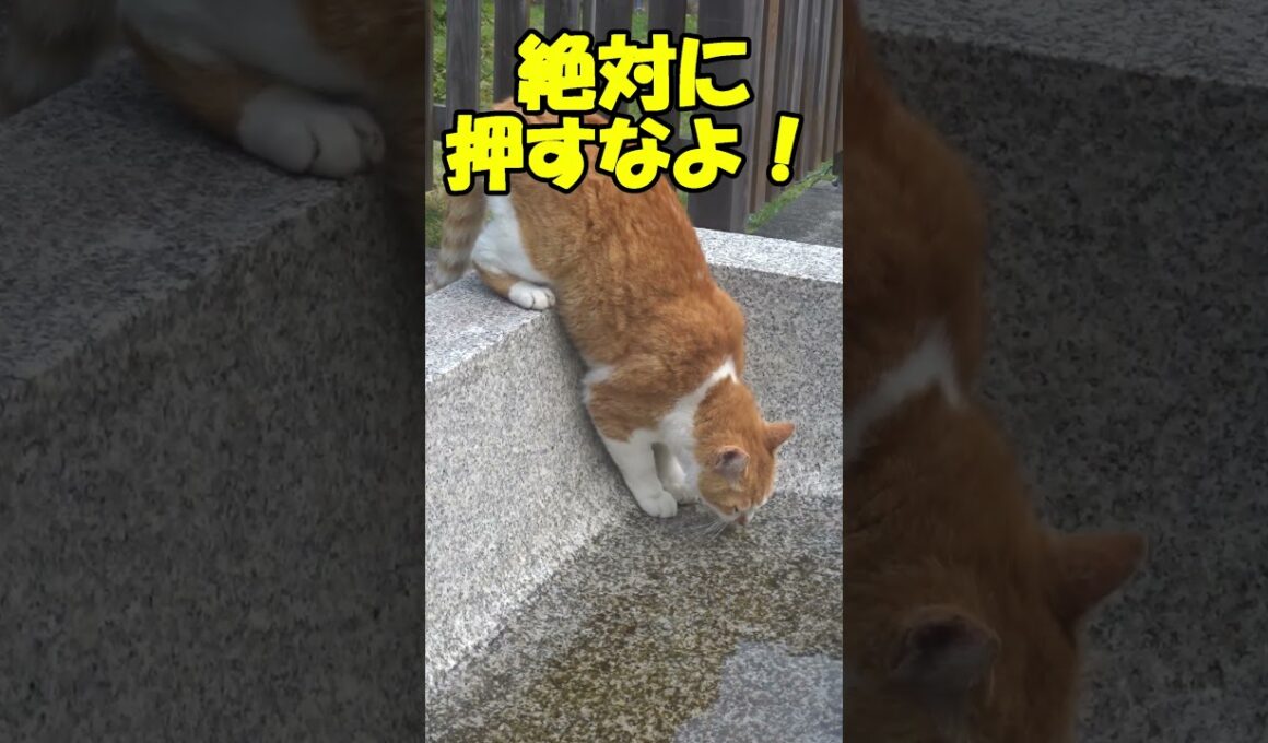 神社でこんな猫を見かけても絶対に押さないでください！(さくら猫のナオちゃん)😍😻　Don't push!😍😺　#shorts #cat #保護猫 #野良猫 #ネコ