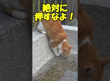 神社でこんな猫を見かけても絶対に押さないでください！(さくら猫のナオちゃん)😍😻　Don't push!😍😺　#shorts #cat #保護猫 #野良猫 #ネコ