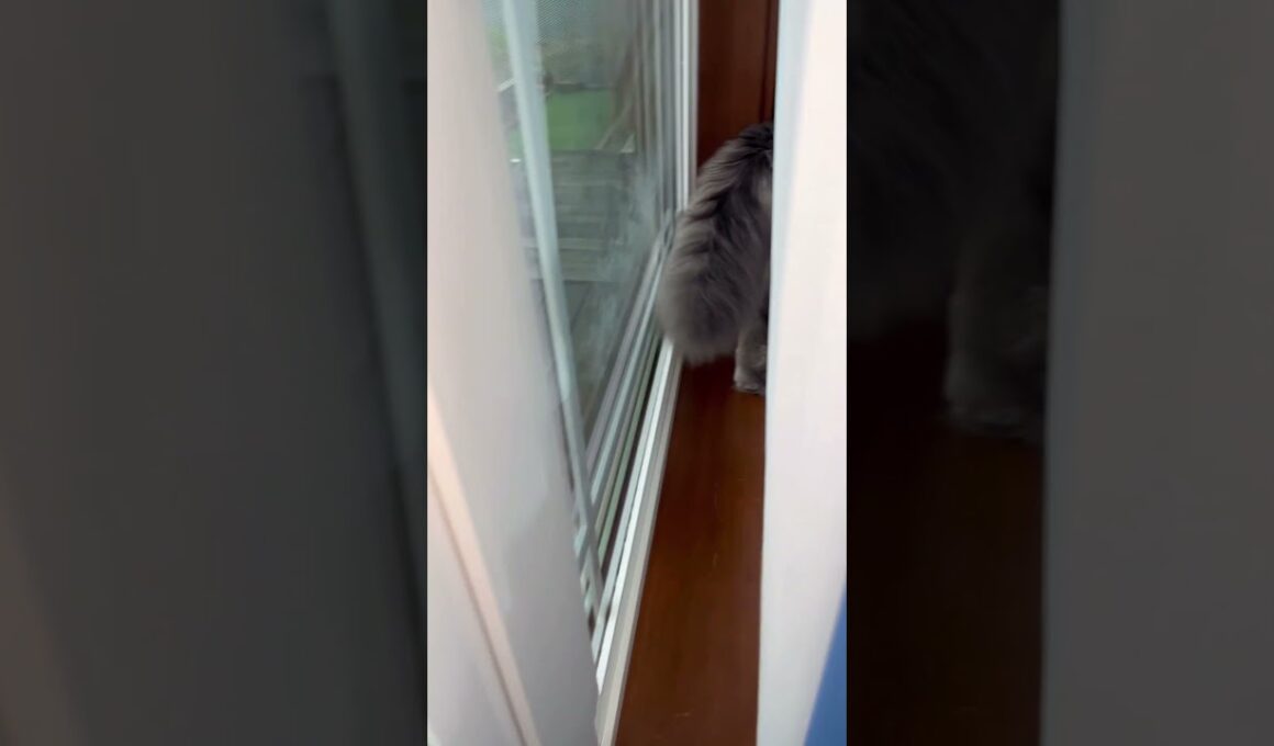 かくれんぼ #ねこ動画 #アメリカンカール