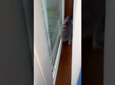 かくれんぼ #ねこ動画 #アメリカンカール