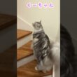 夕方少年を玄関で迎えてくれる大型猫#shorts