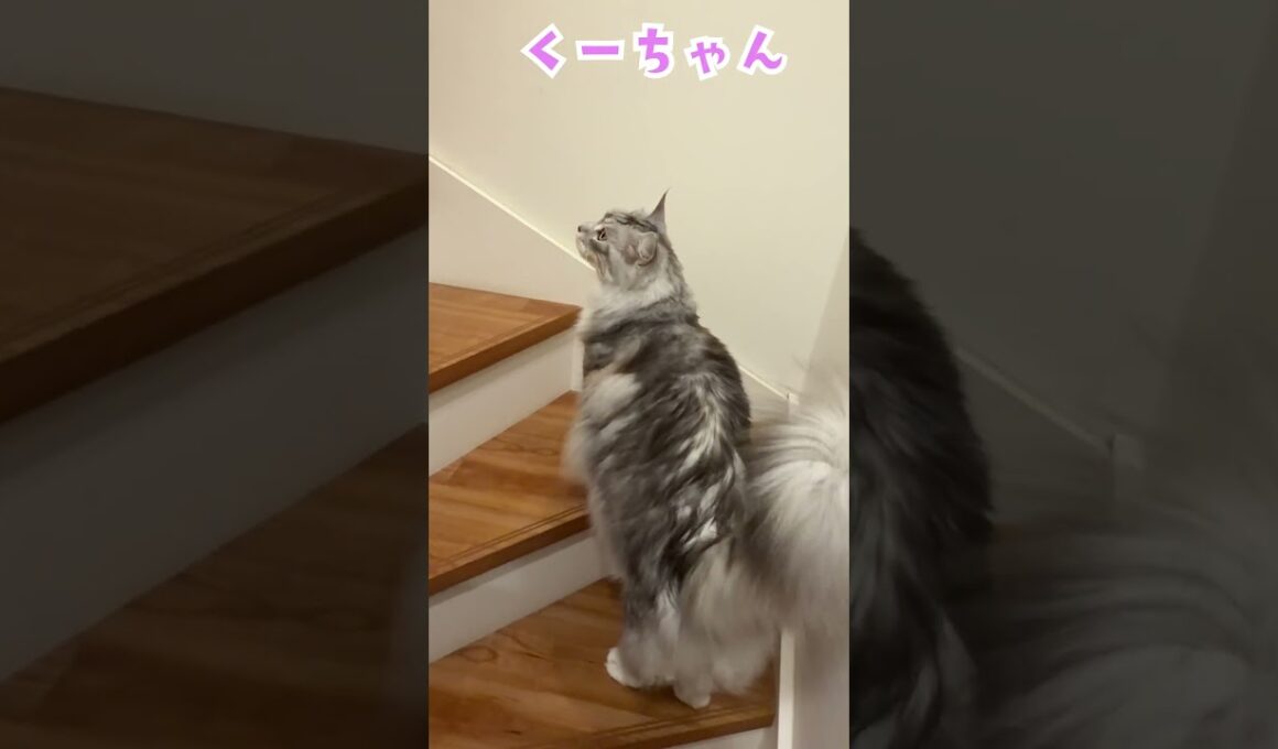 夕方少年を玄関で迎えてくれる大型猫#shorts