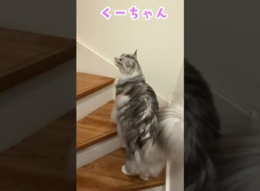 夕方少年を玄関で迎えてくれる大型猫#shorts