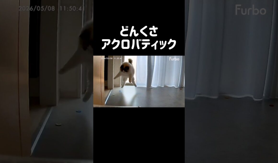 猫っぽい‼️ #shorts #猫 #ラグドール #甘えん坊猫 #もふもふ #猫のいる生活