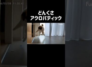 猫っぽい‼️ #shorts #猫 #ラグドール #甘えん坊猫 #もふもふ #猫のいる生活
