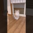 渋々来てくれるパリス🩷 #ノルウェージャンフォレストキャット #鳴き声 #cat #cutecat #猫