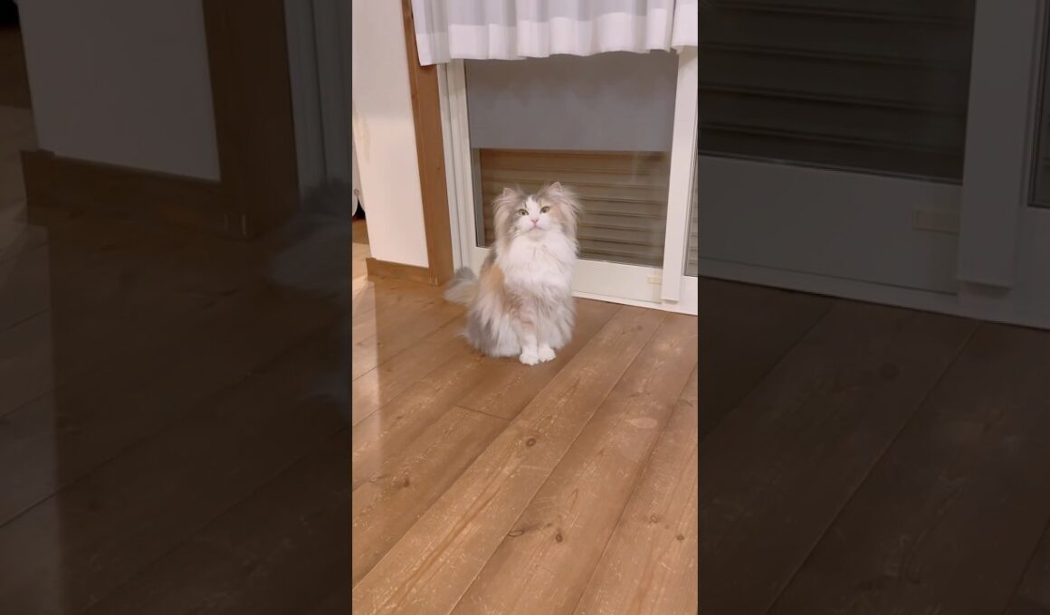 渋々来てくれるパリス🩷 #ノルウェージャンフォレストキャット #鳴き声 #cat #cutecat #猫