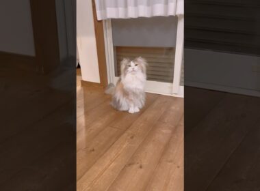渋々来てくれるパリス🩷 #ノルウェージャンフォレストキャット #鳴き声 #cat #cutecat #猫