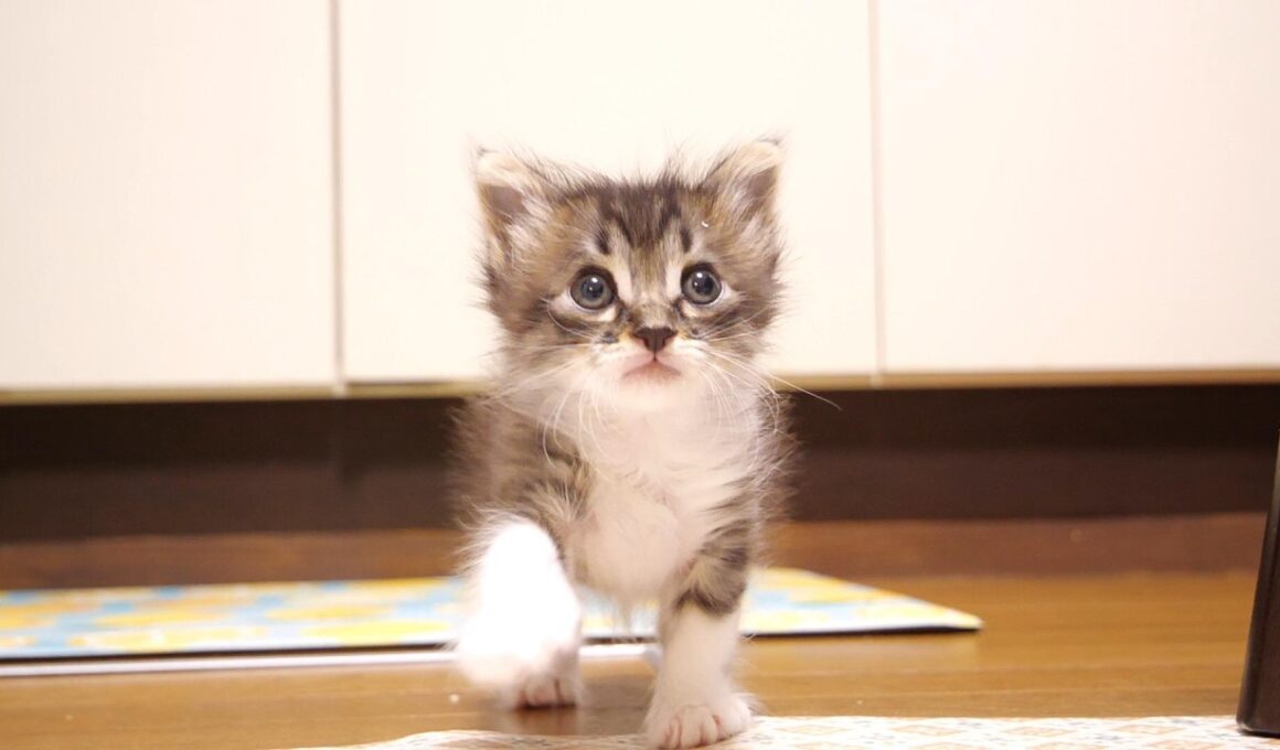 ごはんと思ってママにカワイイ鳴き声でおねだりするも、ご飯じゃないと気付いた赤ちゃん子猫？【赤ちゃん猫　保護猫】