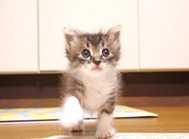 ごはんと思ってママにカワイイ鳴き声でおねだりするも、ご飯じゃないと気付いた赤ちゃん子猫？【赤ちゃん猫　保護猫】
