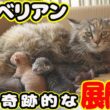 【サイベリアン 保護】奇跡的に保護 奇跡的に翌日に子猫４匹出産 ボランティアさん まさかの行動にでました・・・