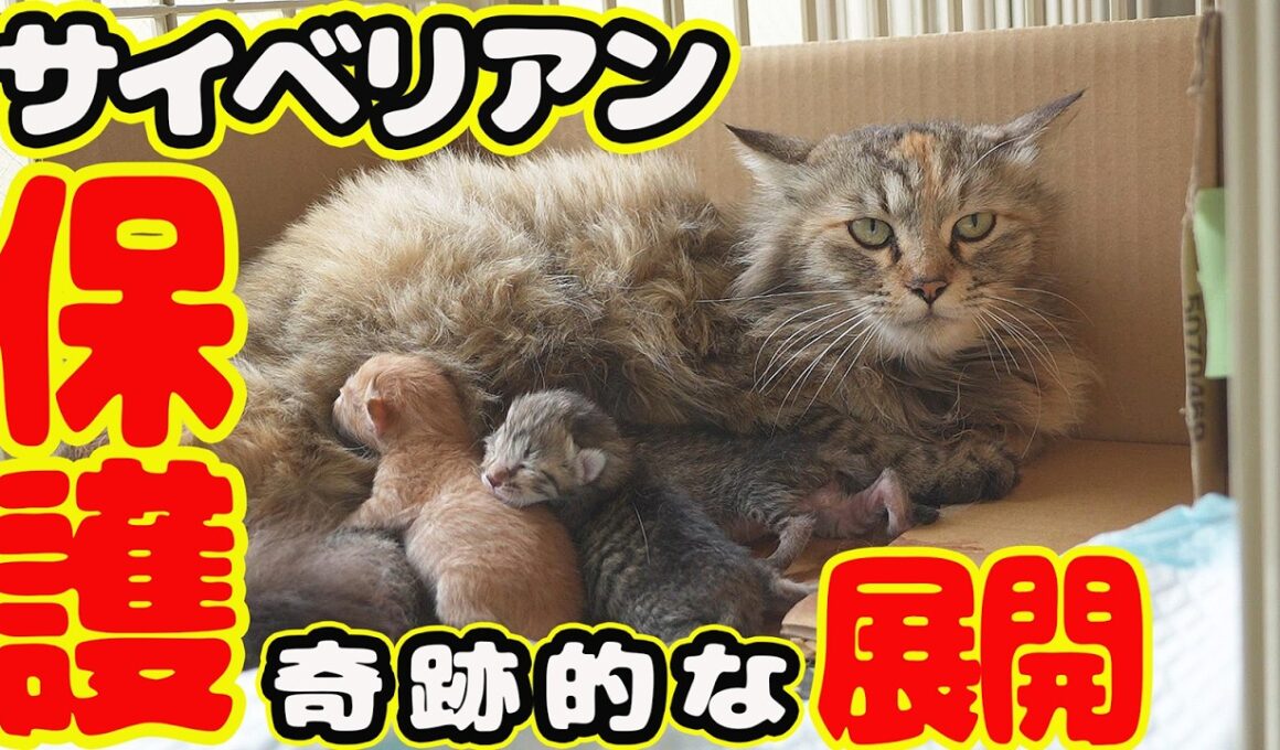 【サイベリアン 保護】奇跡的に保護 奇跡的に翌日に子猫４匹出産 ボランティアさん まさかの行動にでました・・・