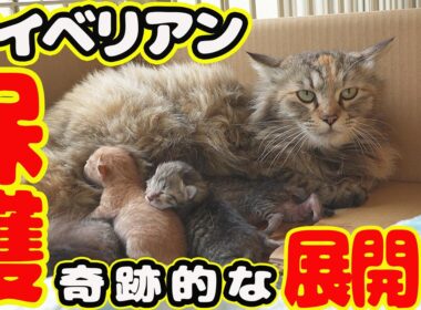 【サイベリアン 保護】奇跡的に保護 奇跡的に翌日に子猫４匹出産 ボランティアさん まさかの行動にでました・・・