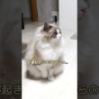 寝癖がすごい！　＃shorts #ragdoll