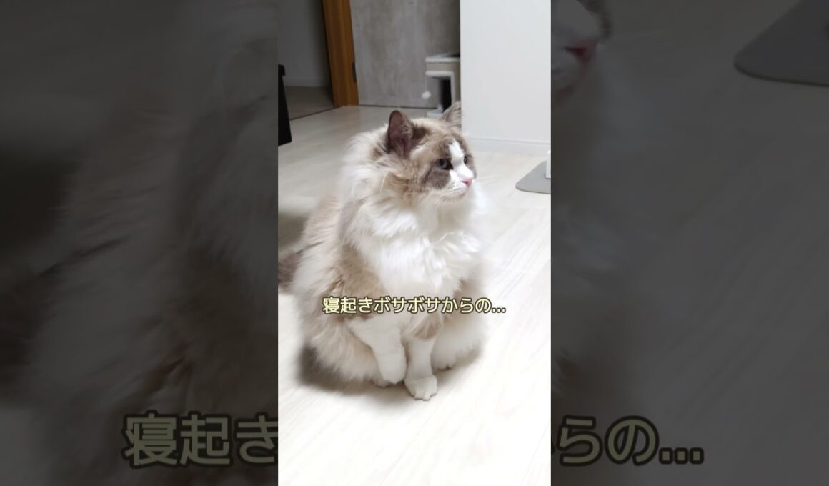 寝癖がすごい！　＃shorts #ragdoll