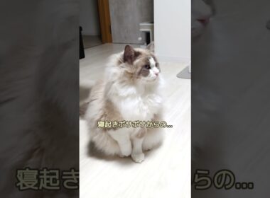 寝癖がすごい！　＃shorts #ragdoll