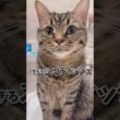 【もふもふ】可愛く育ちすぎたスコティッシュ...!! #cat #猫