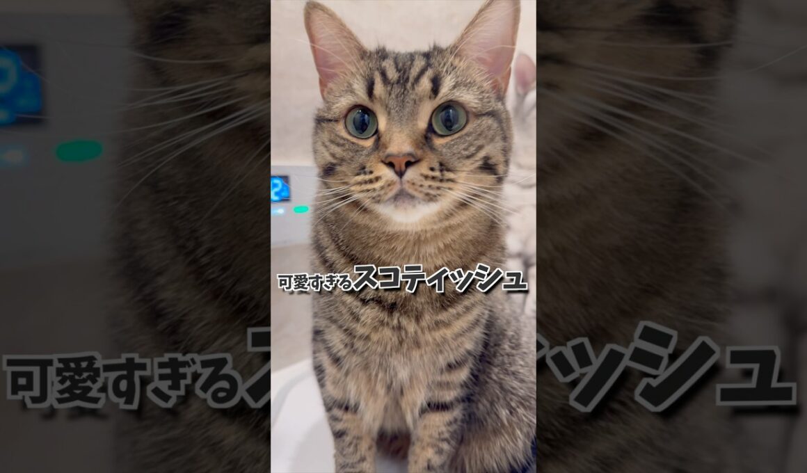 【もふもふ】可愛く育ちすぎたスコティッシュ...!! #cat #猫