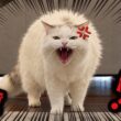 仲良しだった猫たちが信じられないぐらい険悪になってしまいました