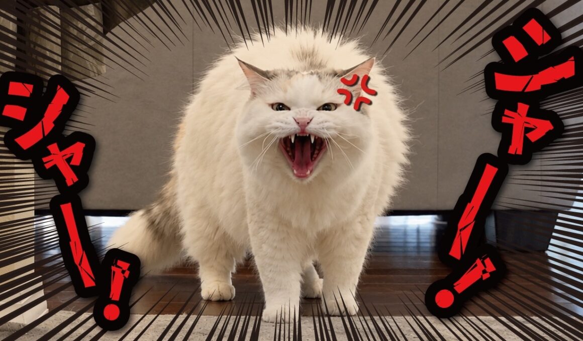 仲良しだった猫たちが信じられないぐらい険悪になってしまいました