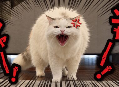 仲良しだった猫たちが信じられないぐらい険悪になってしまいました