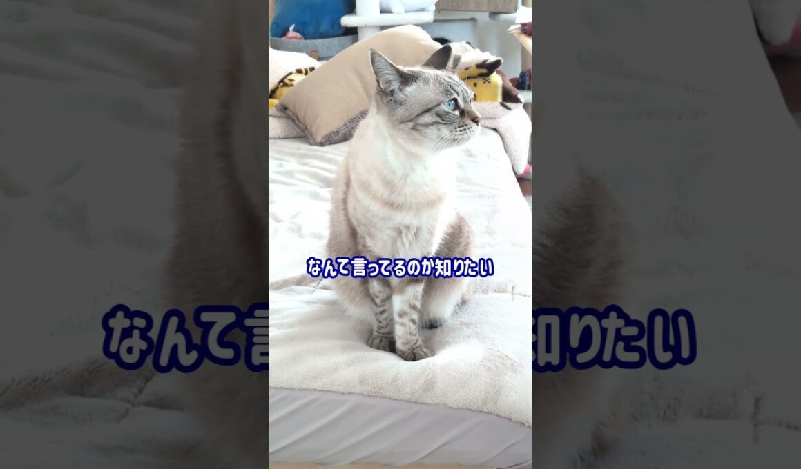 タレ目のシャムトラギャン鳴き#683 #shorts #鳴き声 #猫 #ねこのいる暮らし #cat