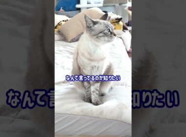 タレ目のシャムトラギャン鳴き#683 #shorts #鳴き声 #猫 #ねこのいる暮らし #cat