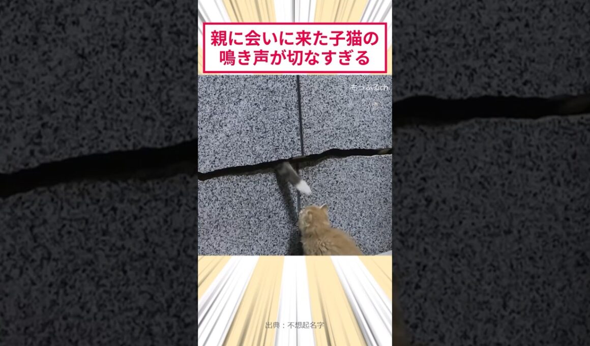 親に会いに来た子猫の鳴き声が切なすぎる #2ch動物スレ #猫動画 #猫のいる暮らし