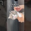 ラガマフィン子猫、初めてのドライヤーをしました