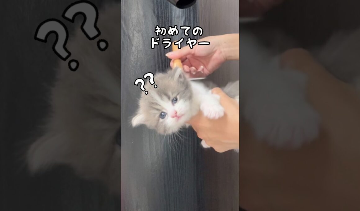 ラガマフィン子猫、初めてのドライヤーをしました