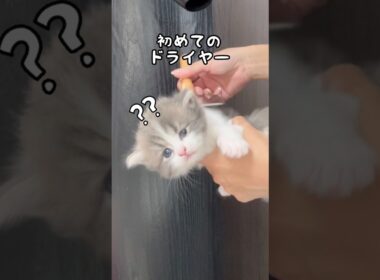 ラガマフィン子猫、初めてのドライヤーをしました