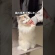 猫の成長で感じたこと🫢#shorts #猫 #cat #ラグドール