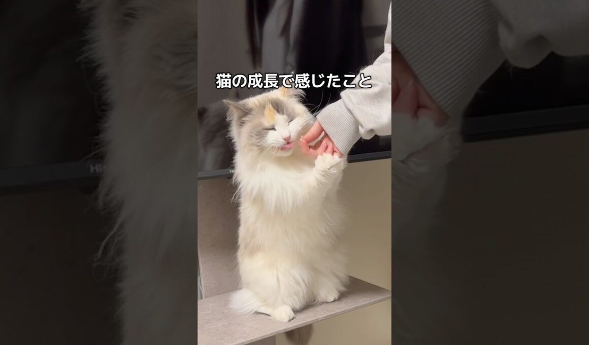 猫の成長で感じたこと🫢#shorts #猫 #cat #ラグドール