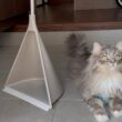 玄関から外の風を感じる猫　サイベリアンA cat sensing the outside world from the front door. Siberian