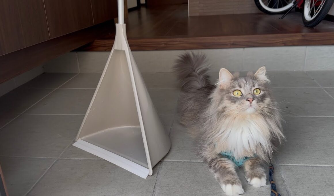 玄関から外の風を感じる猫　サイベリアンA cat sensing the outside world from the front door. Siberian