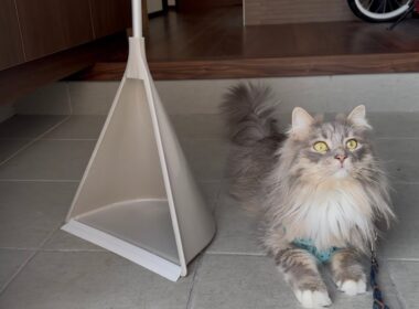 玄関から外の風を感じる猫　サイベリアンA cat sensing the outside world from the front door. Siberian