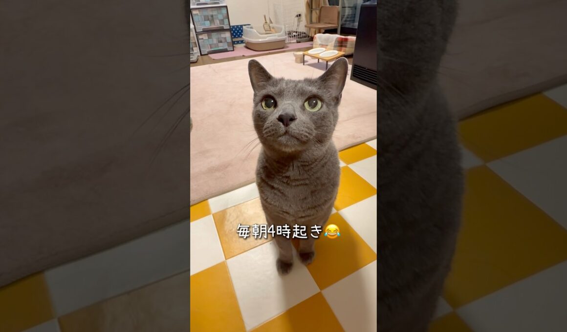 【ロシアンブルー】めろん最近食欲がすごくておねだりが激しめです💦もともと食いしん坊なので糖尿病のせいなのかどうなのか...🤔【猫】#shorts