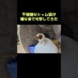 不機嫌なシャム猫が嫌な音で攻撃してきた #猫 #ねこ #cat