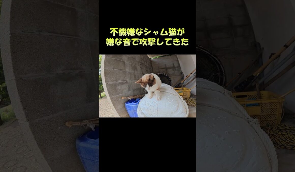 不機嫌なシャム猫が嫌な音で攻撃してきた #猫 #ねこ #cat