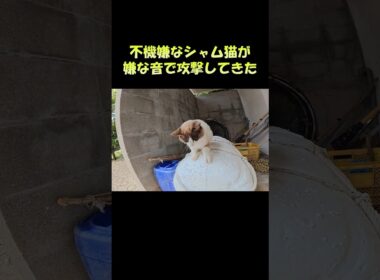不機嫌なシャム猫が嫌な音で攻撃してきた #猫 #ねこ #cat