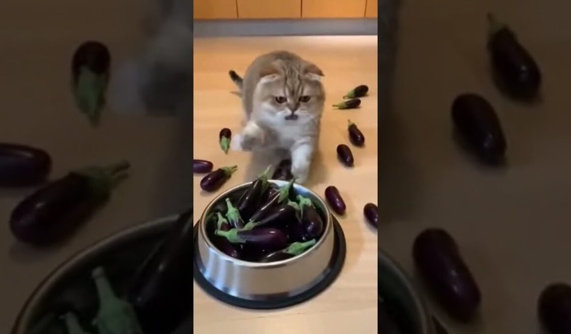 マンチカンがエサが空っぽで怒っていると・・  #funnycat #猫おもしろ