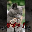 猫が「舐めたあとに噛む」理由。なぜ急に？