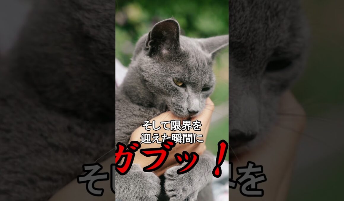 猫が「舐めたあとに噛む」理由。なぜ急に？