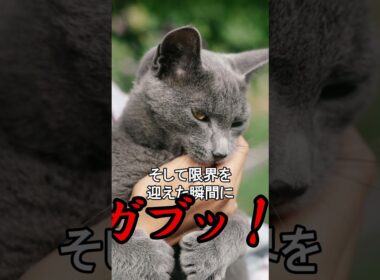 猫が「舐めたあとに噛む」理由。なぜ急に？