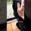 【猫動画】保護した仔猫と先住猫日常🐈‍⬛かわいいし癒し #保護猫 #子猫 #ねこのいる生活