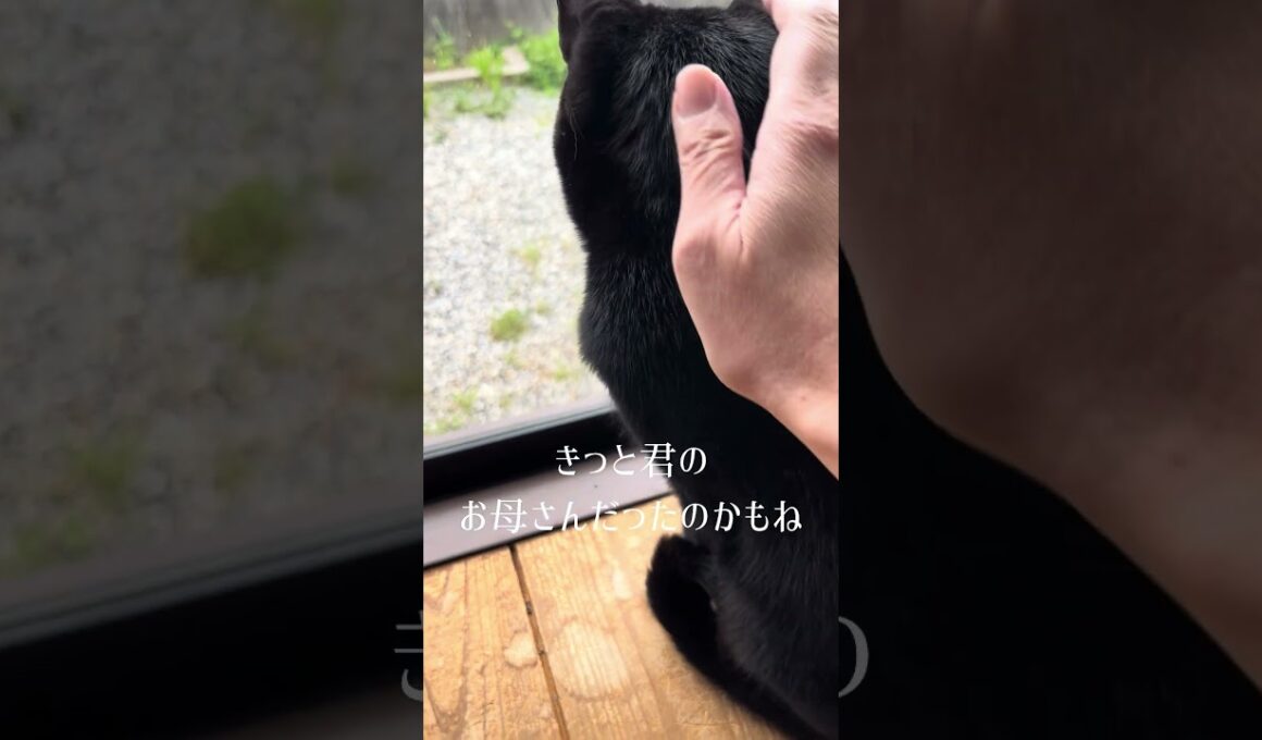 【猫動画】保護した仔猫と先住猫日常🐈‍⬛かわいいし癒し #保護猫 #子猫 #ねこのいる生活